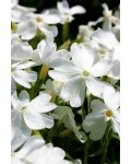 Флокс шилоподібний ‘Вайт Делайт’|Phlox subulata ‘White Delight’|Флокс шиловидный ‘Вайт Делайт’